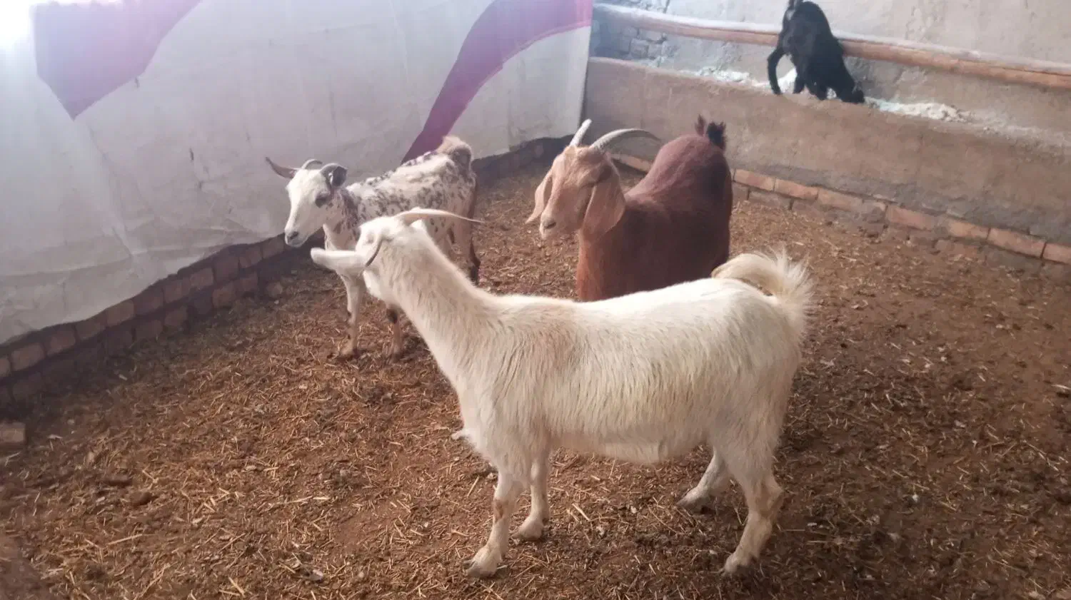 بز سانن|حیوانات مزرعه|نیشابور, شهرک رضوی|دیوار