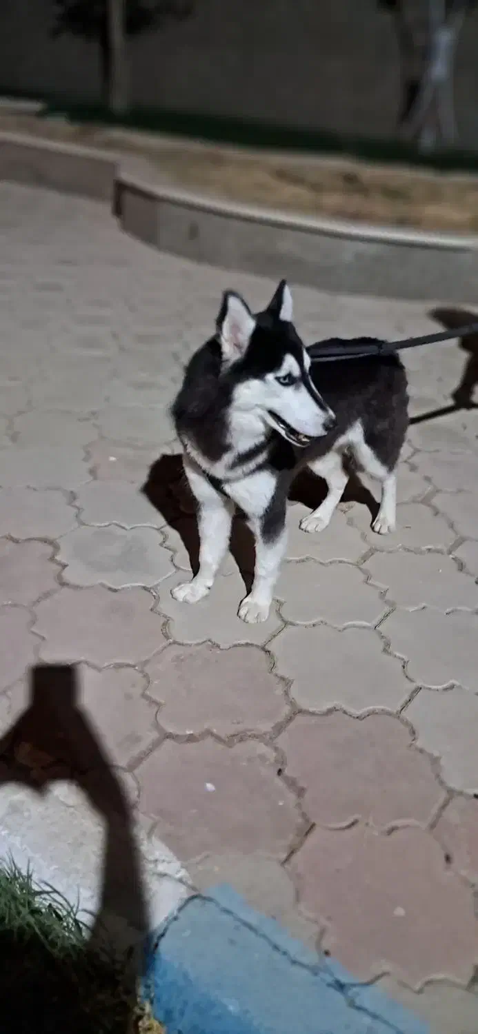 اهواز ویس باوی|سگ|اهواز, زرگان|دیوار