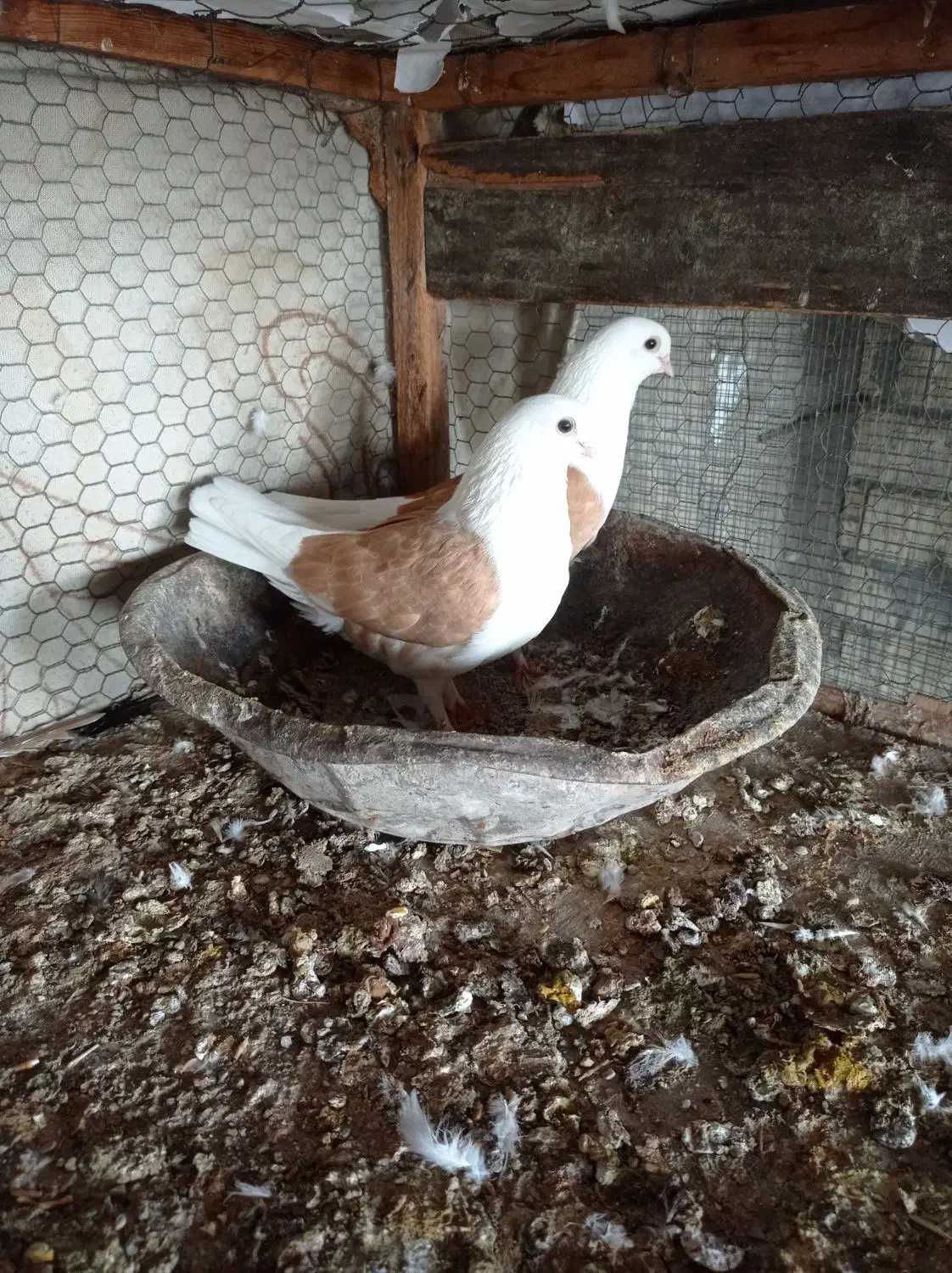 کبوتر تزیینی|پرنده|دیلم, |دیوار