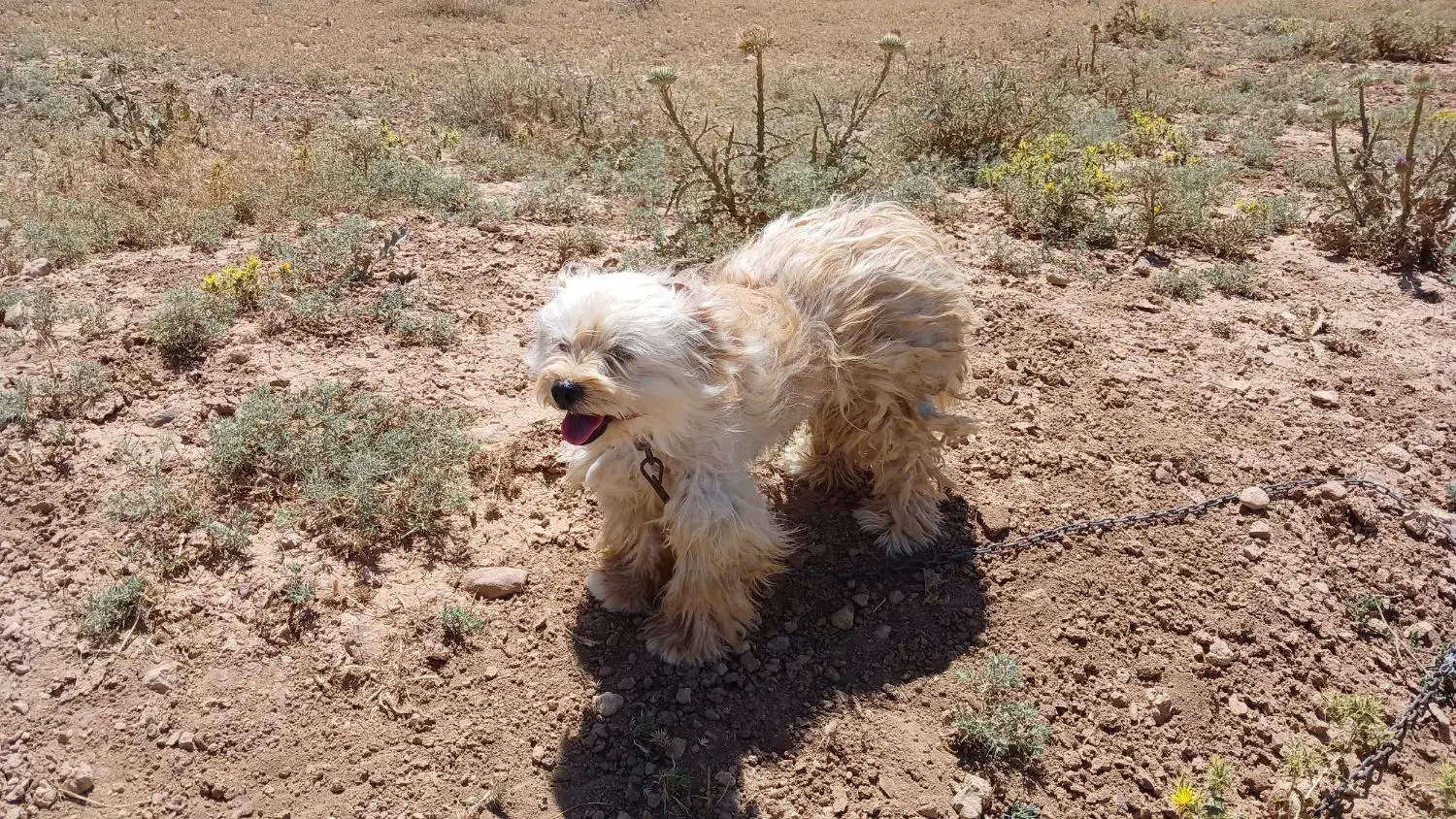 سگ پاکوتاه|سگ|زنجان, |دیوار