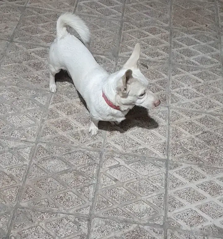 واگزاری سگ|سگ|سبزوار, مدرس|دیوار