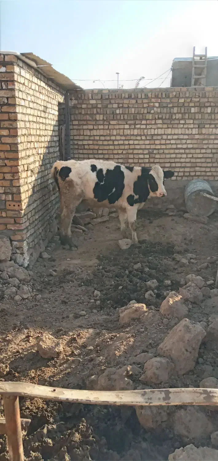 جوانه ۳۲۰ کیلو|حیوانات مزرعه|جوین, |دیوار