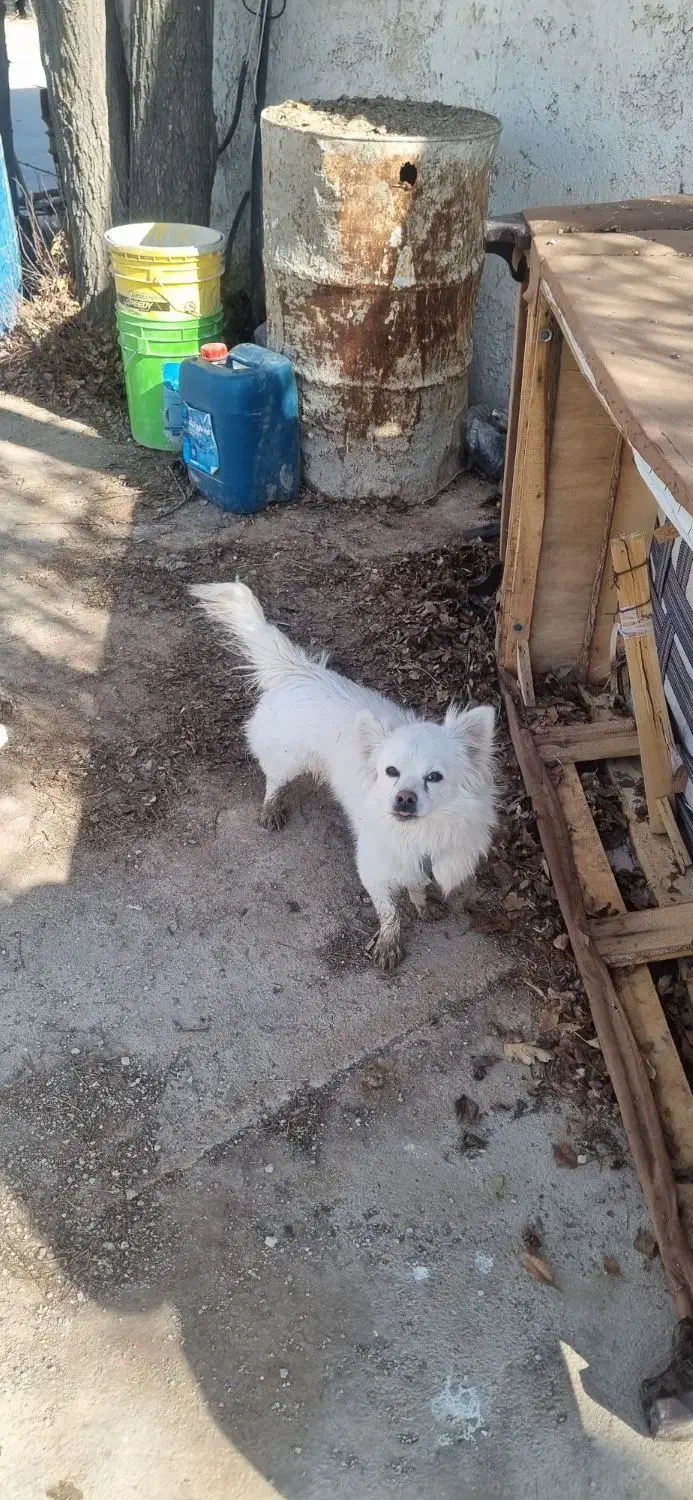 سگ گم شده|حیوانات|مرودشت, کناره|دیوار