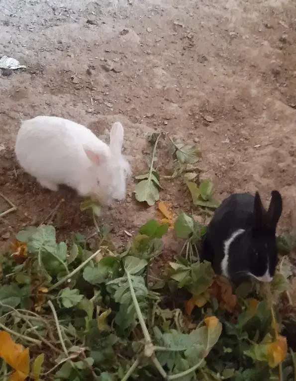 خرگوش|موش و خرگوش|بهار, |دیوار