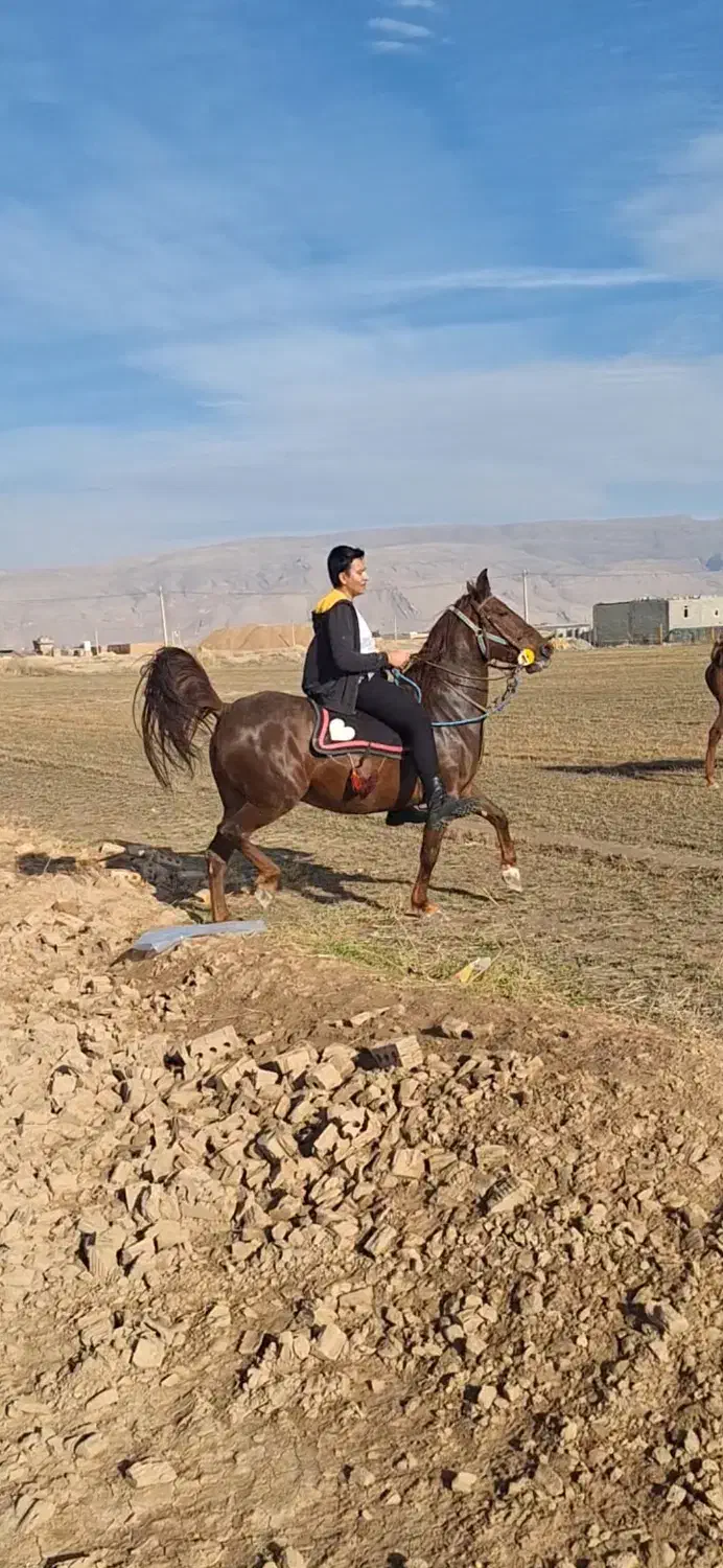 مادیون الماس|اسب و تجهیزات اسبسواری|مرودشت, تامین اجتماعی|دیوار