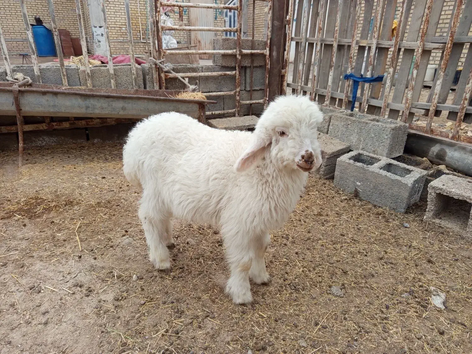 بره نر|حیوانات مزرعه|بندر ماهشهر, |دیوار