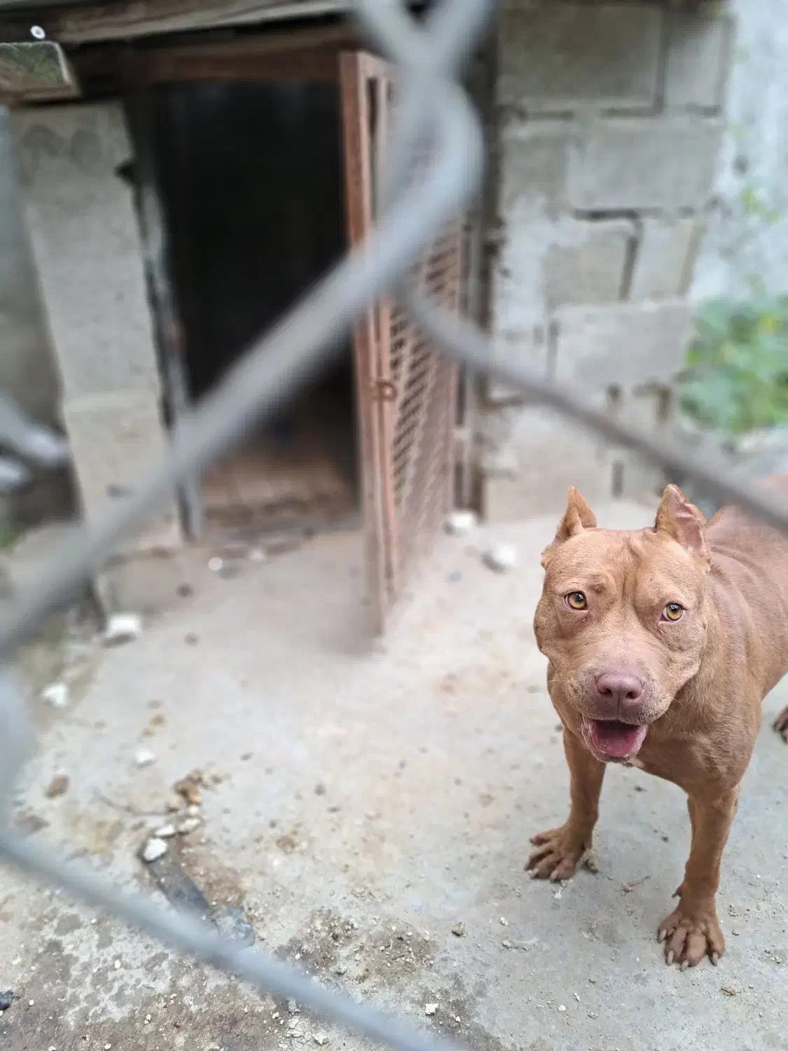 سگ پیتبول|سگ|نشتارود, |دیوار