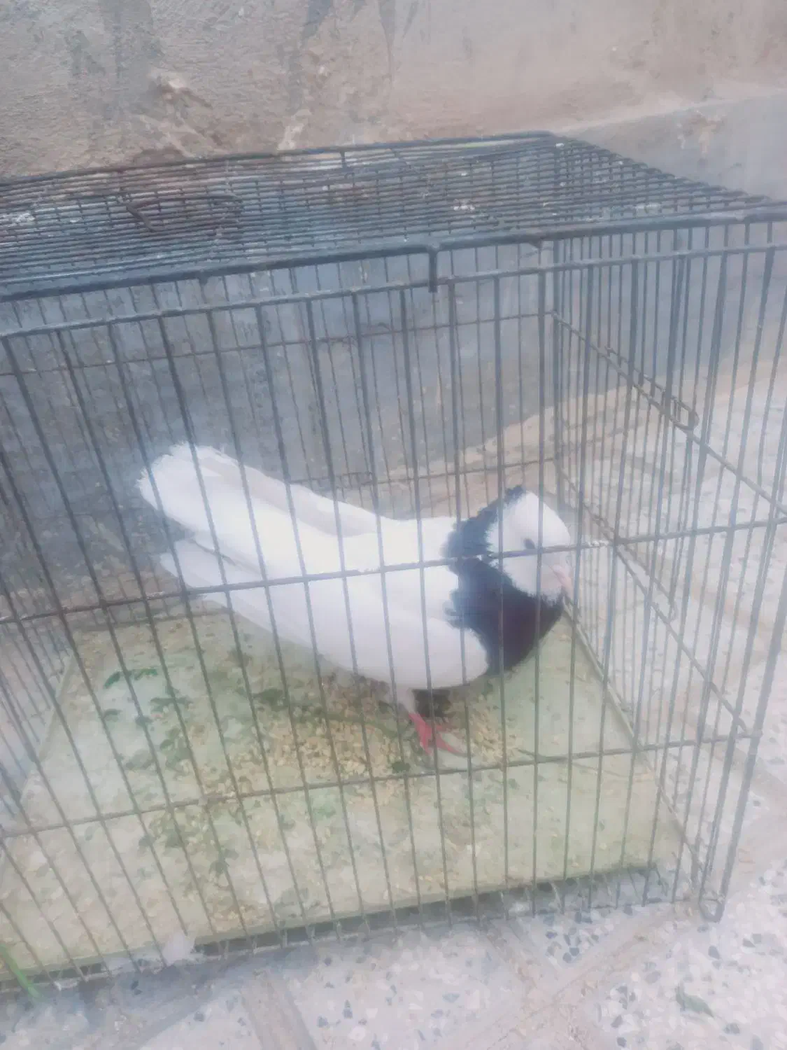 طوقی سالم|پرنده|جغتای, |دیوار