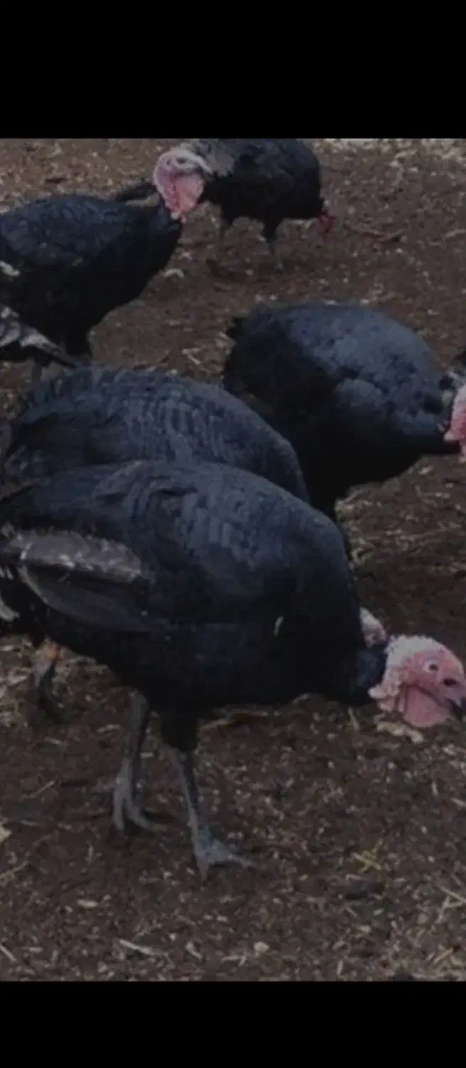 گوشت پاک شده بوقلمون غاز و خروس محلی|خوردنی و آشامیدنی|ماکو, |دیوار