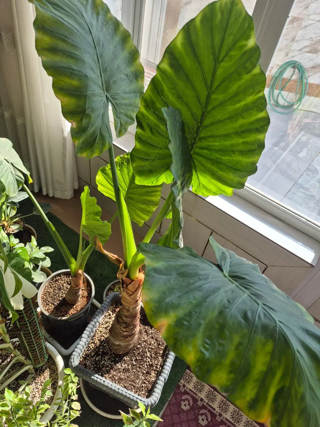 بابا ادم جاینت|گل و گیاه طبیعی|فلاورجان, |دیوار