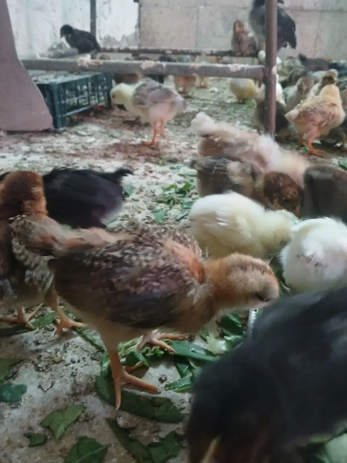 جوجه ی ماهه|حیوانات مزرعه|بهبهان, |دیوار