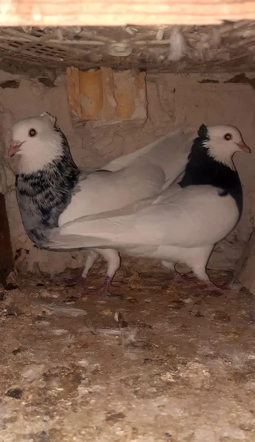 طوقی|پرنده|بهبهان, |دیوار