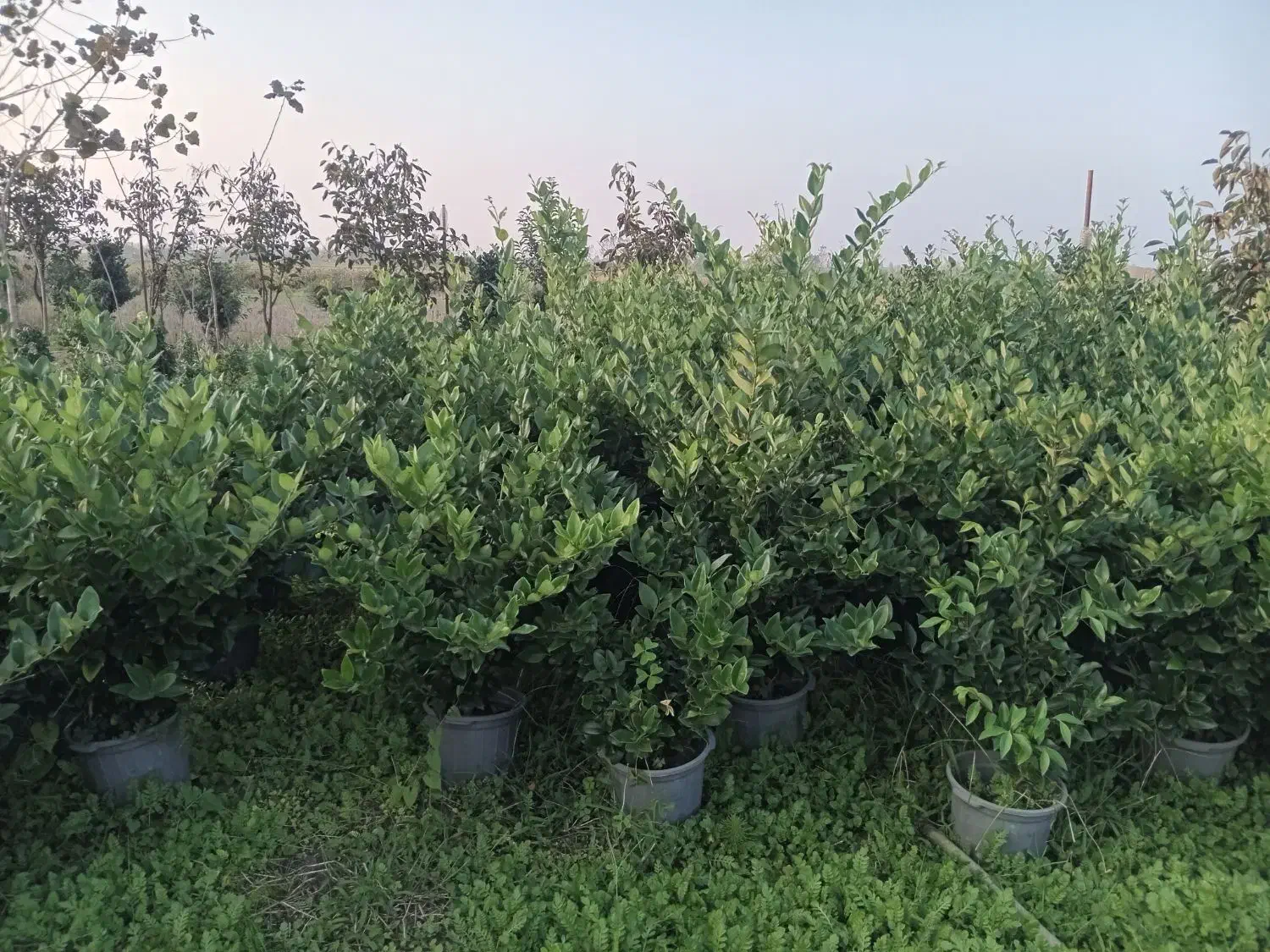 یاس هلندی وگل کاغذی|خدمات باغبانی و درختکاری|نشتارود, |دیوار