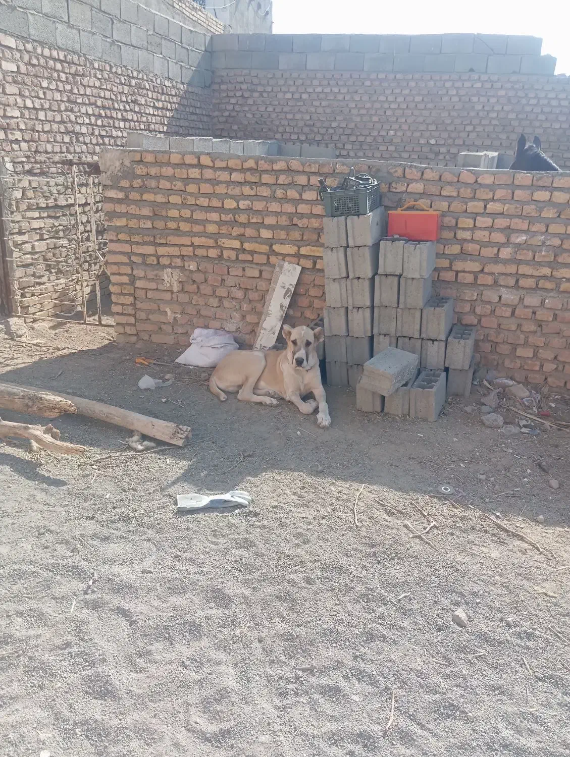 قیمت 16|سگ|کاشمر, |دیوار