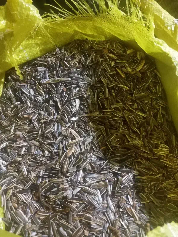 تخمه آفتاب گردان خام|خوردنی و آشامیدنی|تهران, امجدیه (خاقانی)|دیوار