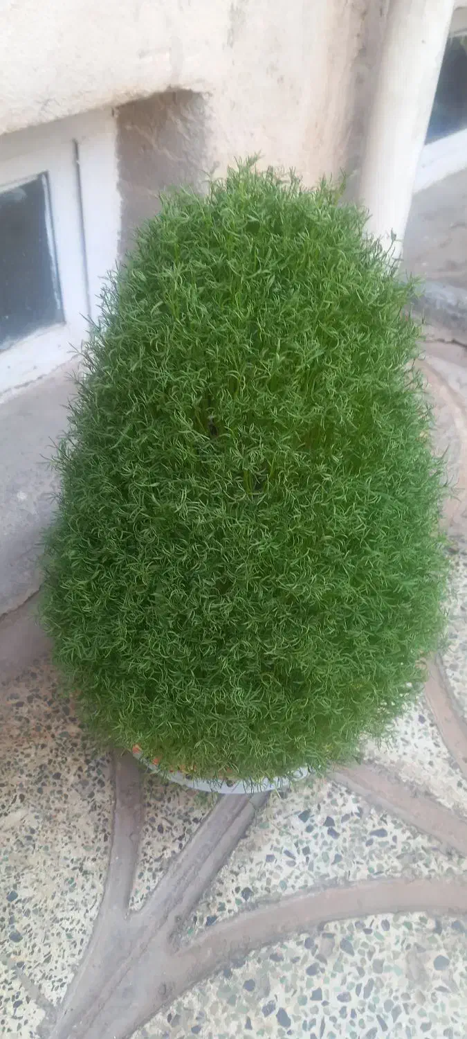 سبزه برای مراسمات|گل و گیاه طبیعی|کوهدشت, |دیوار