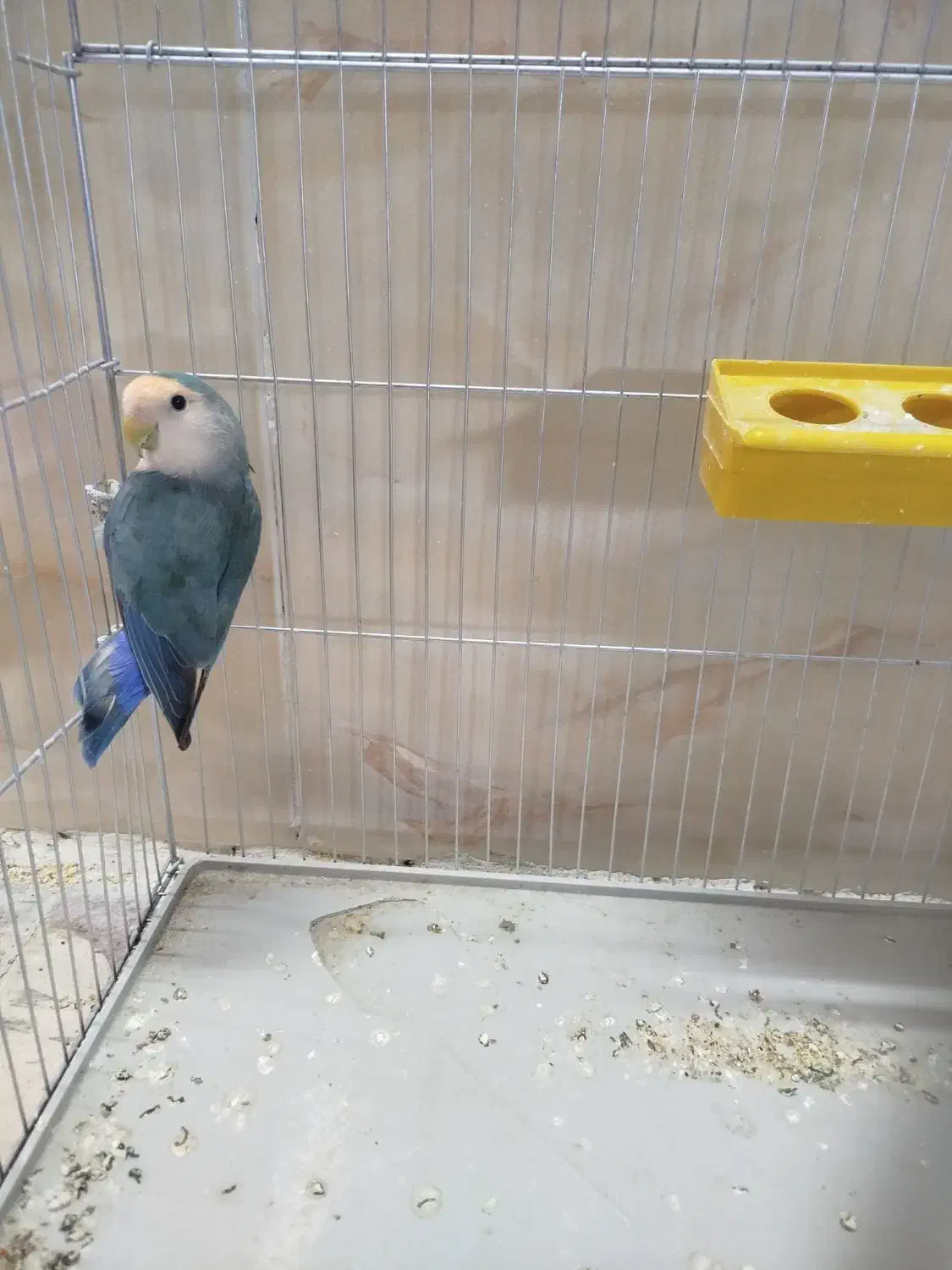 کوتوله برزیلی قیمت 800تومان|پرنده|جهرم, |دیوار