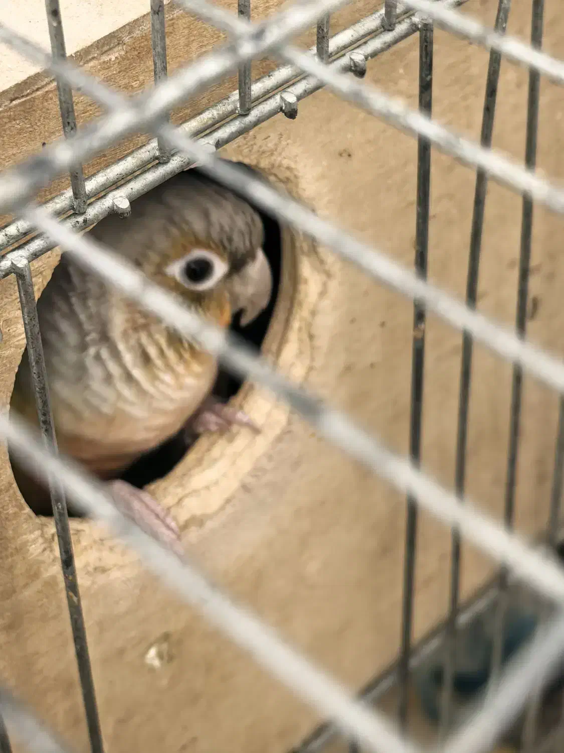 گرینچیک|پرنده|یزد, |دیوار