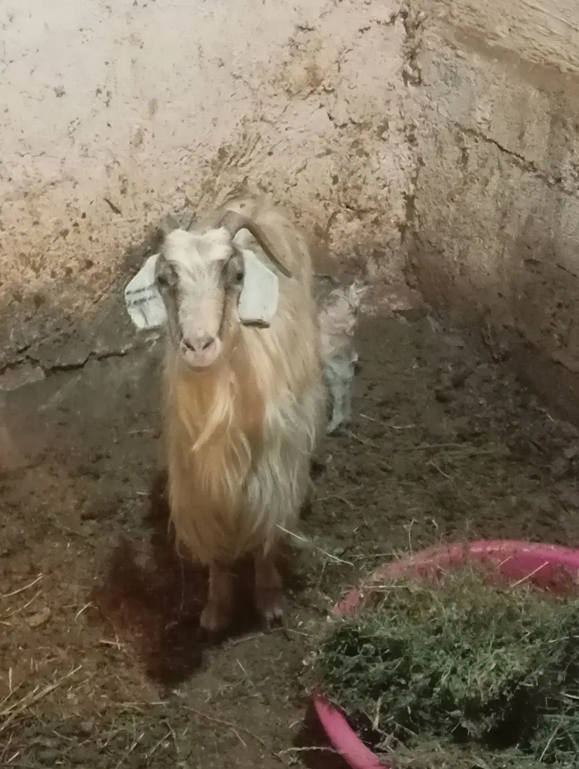 بز قاله|حیوانات مزرعه|اردبیل, |دیوار