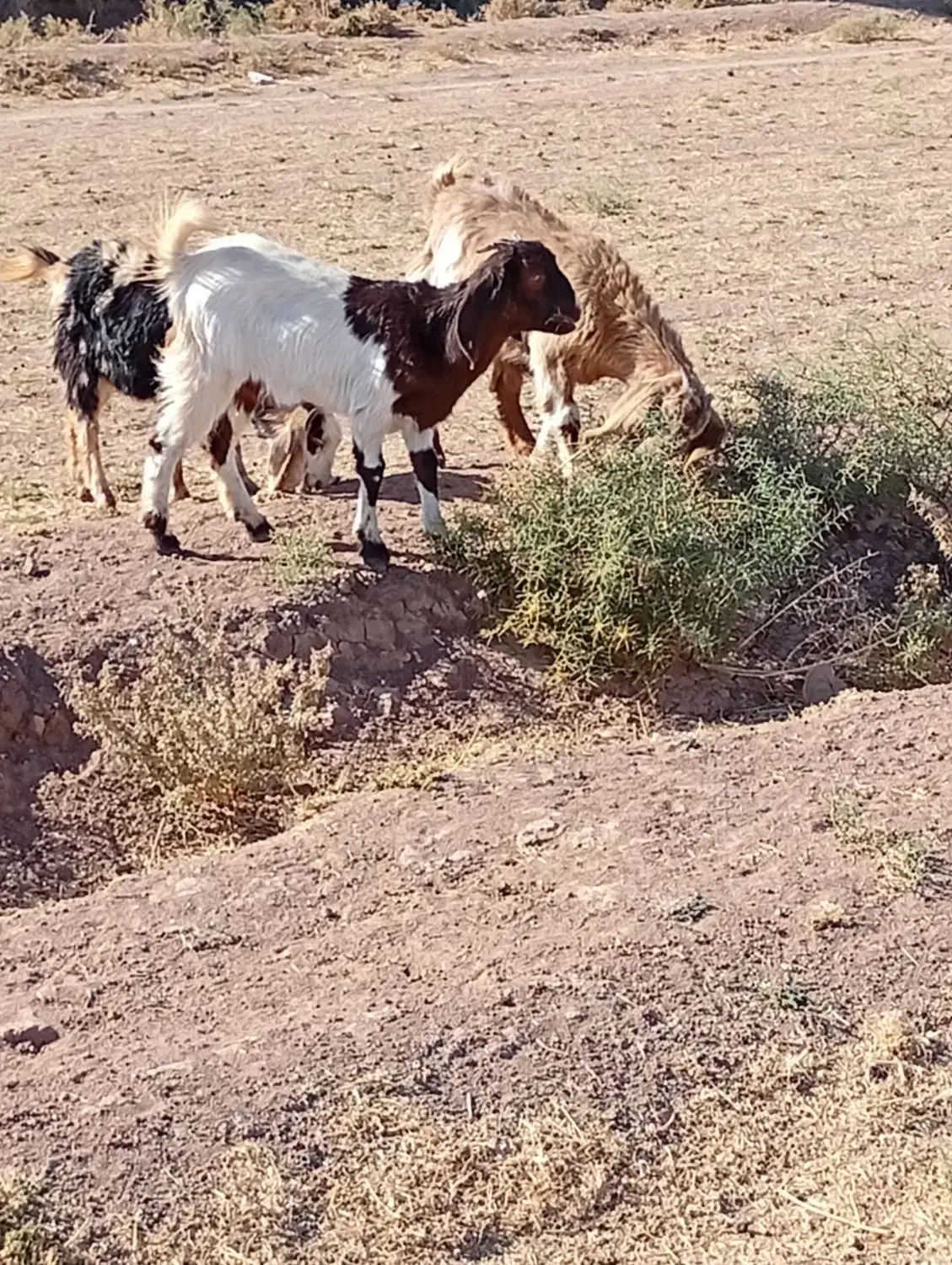 توضیحات|حیوانات مزرعه|تربت جام, میان جام|دیوار