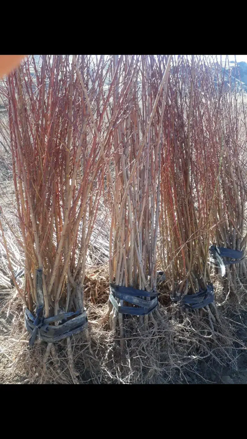 فروش انواع نهال پیوندی و اصلاح شده|خدمات باغبانی و درختکاری|سنندج, |دیوار