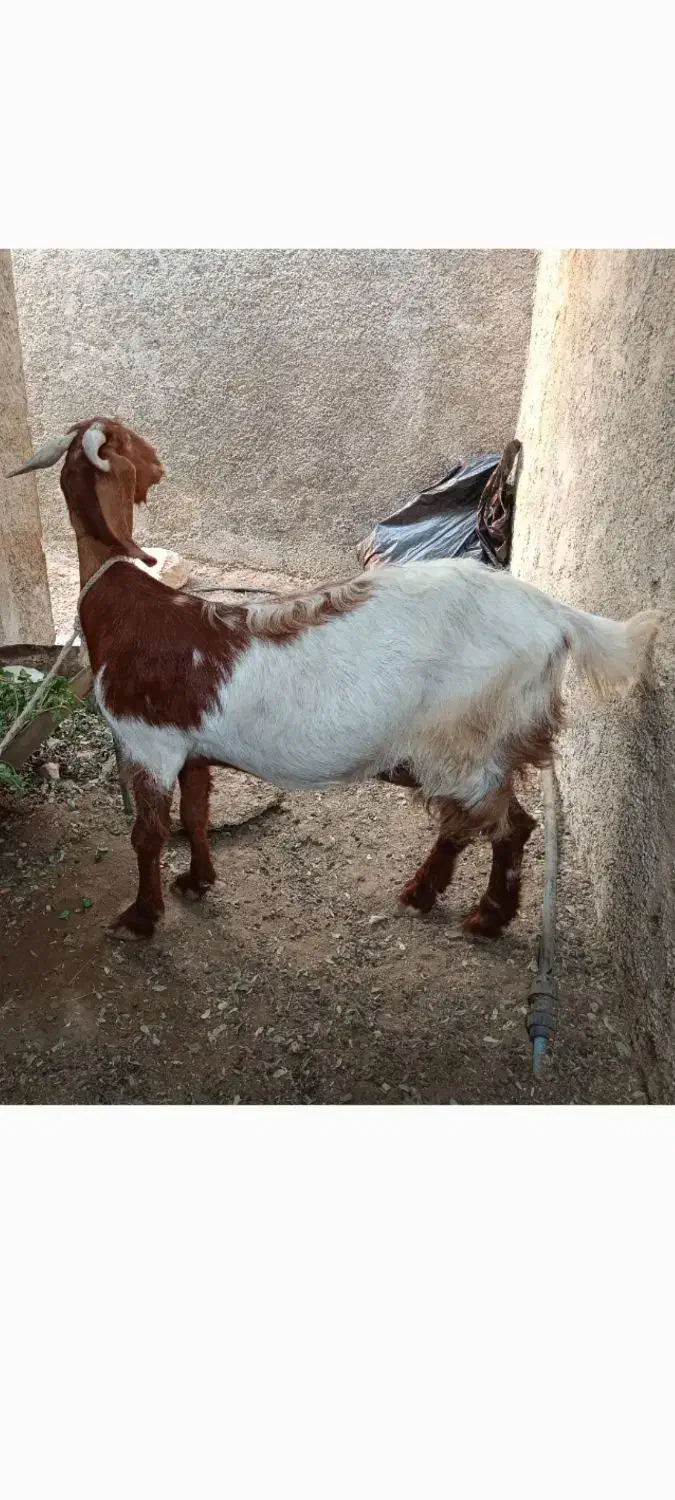 بز دو بزر سومالی و بویری|حیوانات مزرعه|سیراف, |دیوار