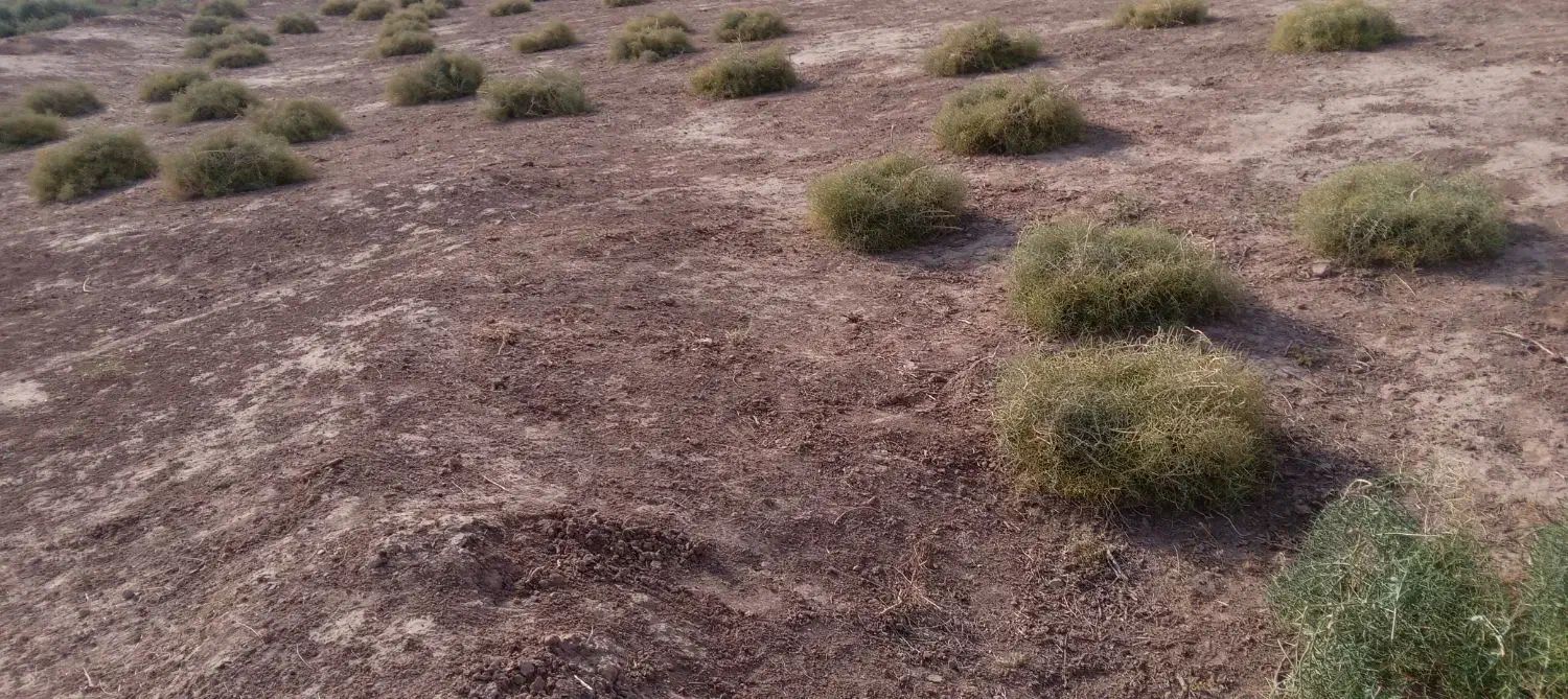 خارشترآماده تحویل جوین|لوازم جانبی حیوانات|عطاملک, |دیوار