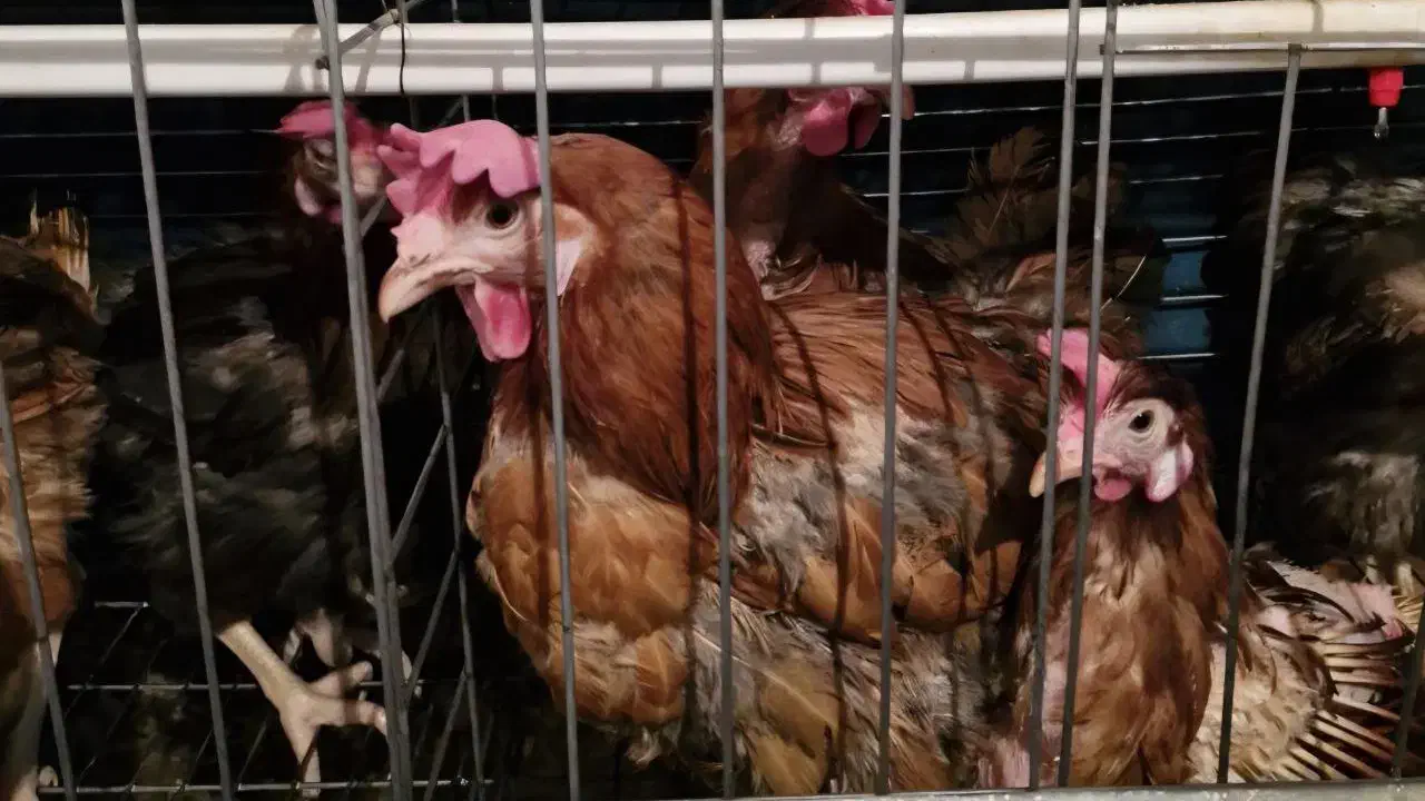 تخم مرغ ارگانیک محلی گلپایگانی ( رسمی )|خوردنی و آشامیدنی|دره شهر, |دیوار