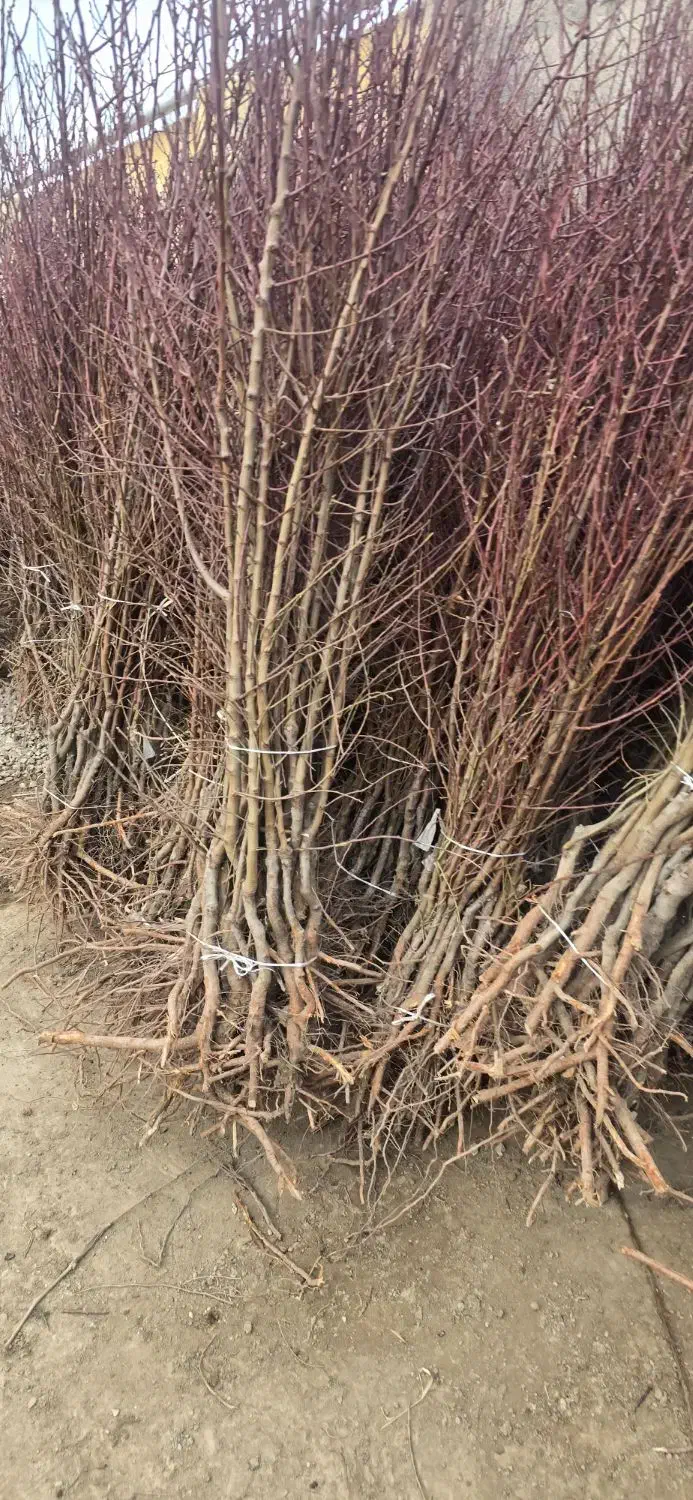 فروش انواع نهال بادام ارگانیک و میوهدهی بالا|خدمات باغبانی و درختکاری|همدان, |دیوار