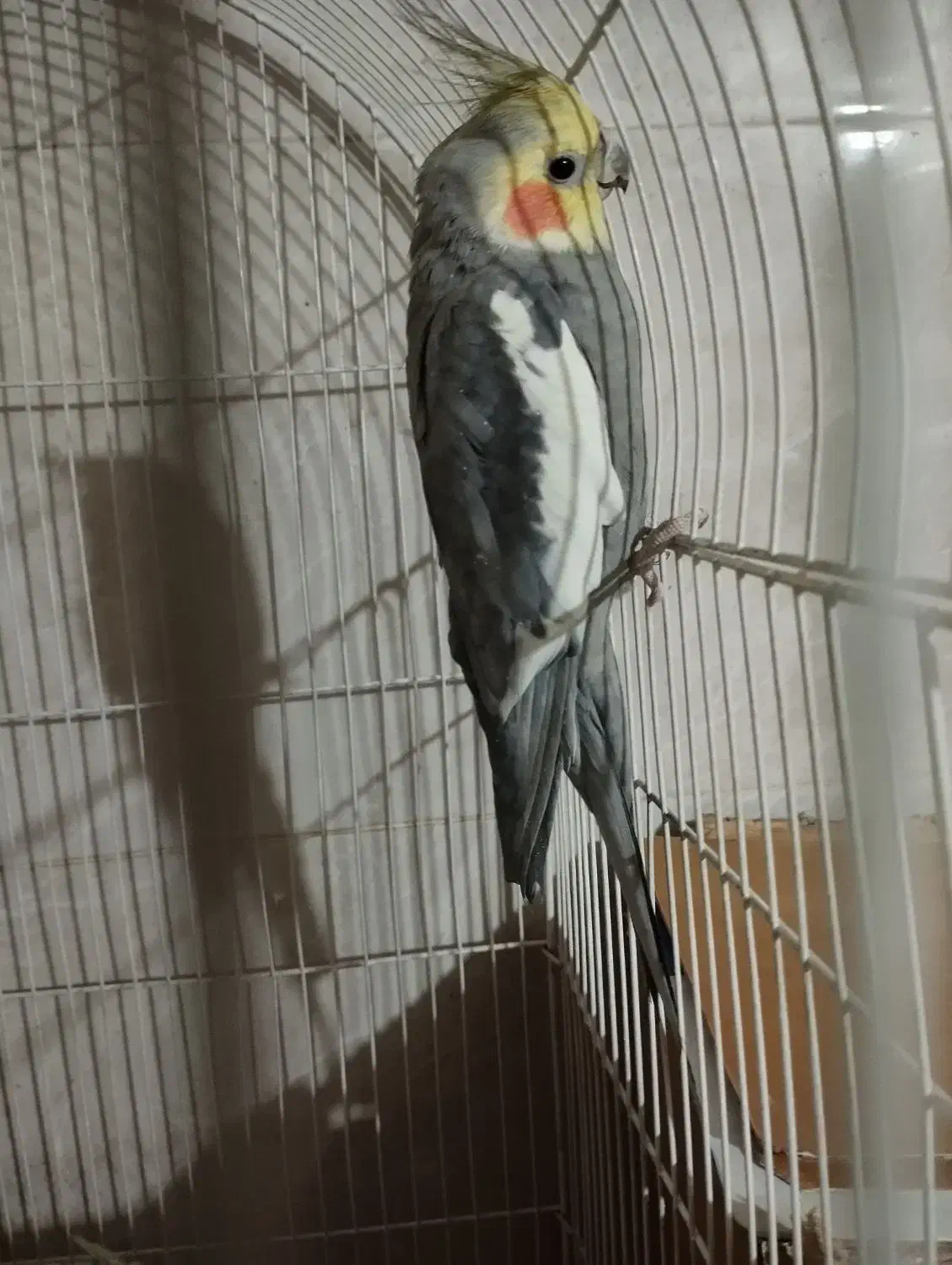 یک جفت عروس هلندی مولد|پرنده|شهریار, کهنز|دیوار