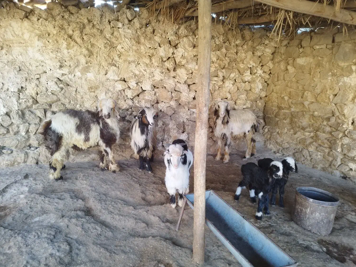 یک راس بره و یک راس بیگ پروار  و یک راس تیشتر|حیوانات مزرعه|مسجد سلیمان, |دیوار