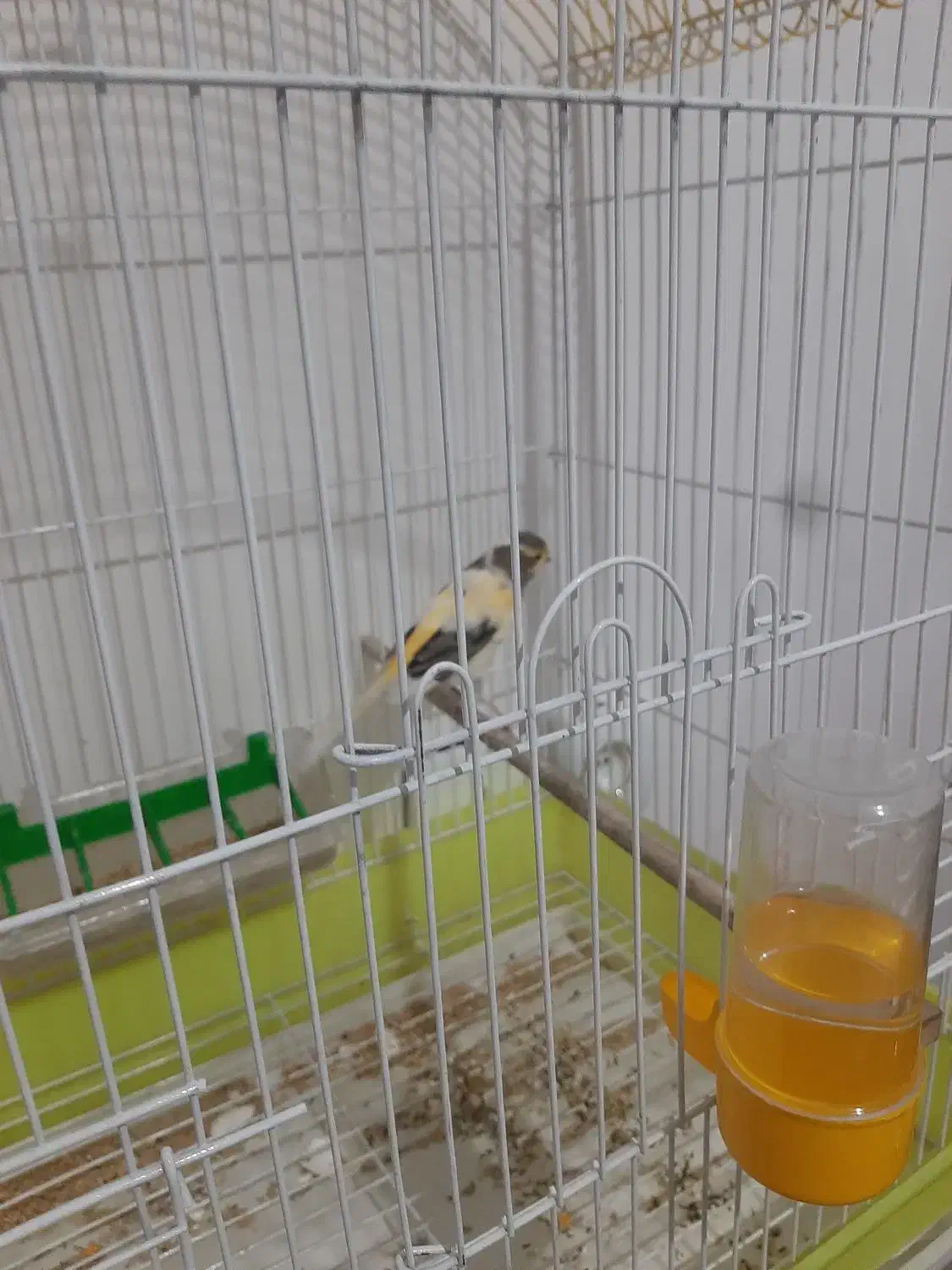 قناری نر|پرنده|اسلام‌شهر, مظفریه|دیوار