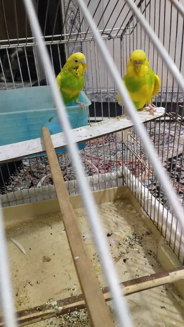 2عدد مرغ عشق نر|پرنده|رباط‌کریم, الارد|دیوار