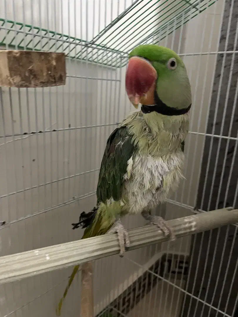 شاه طوطی|پرنده|زرندیه, |دیوار