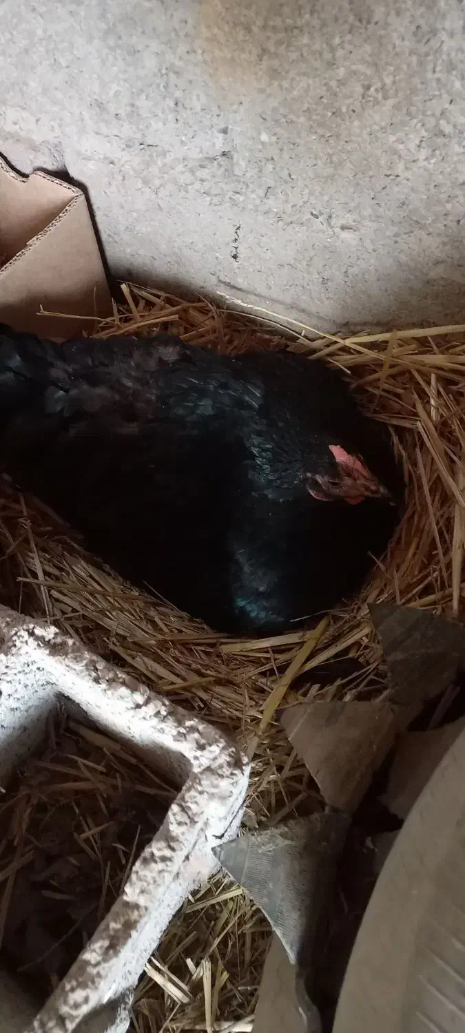 مرغ کرچ|حیوانات مزرعه|رامیان, |دیوار