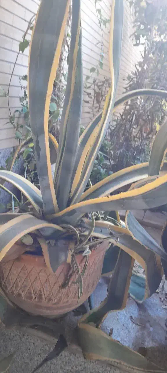 گل به همراه گلدان (آگاو، پاندانوس)|گل و گیاه طبیعی|اصفهان, جلالیه|دیوار