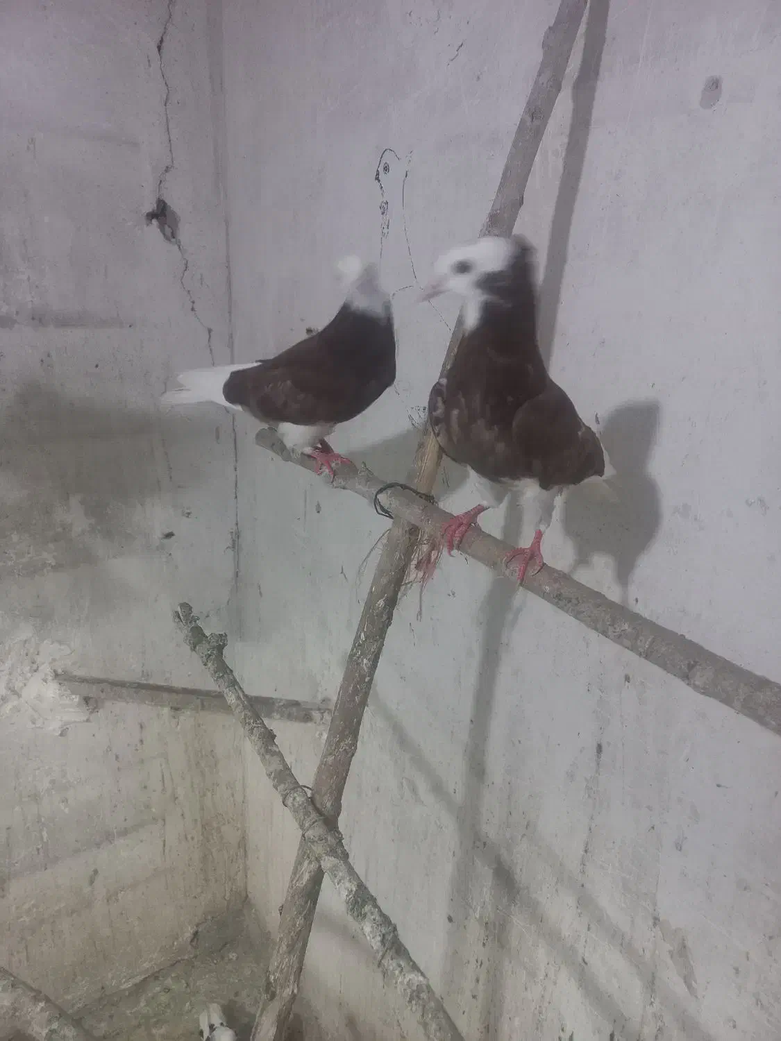 کبوتر‌شازاده‌نر‌وماده‌جوجه‌مهر|پرنده|بروجرد, |دیوار