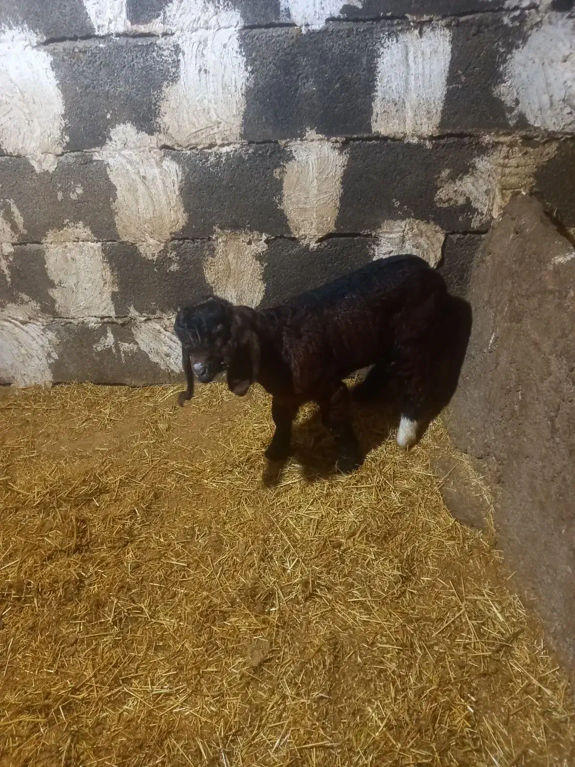 بزغاله|حیوانات مزرعه|نورآباد, |دیوار