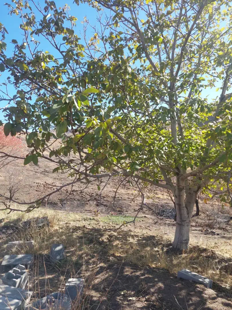 زمین کشاورزی قزوین|فروش زمین و ملک کلنگی|کوهین, |دیوار