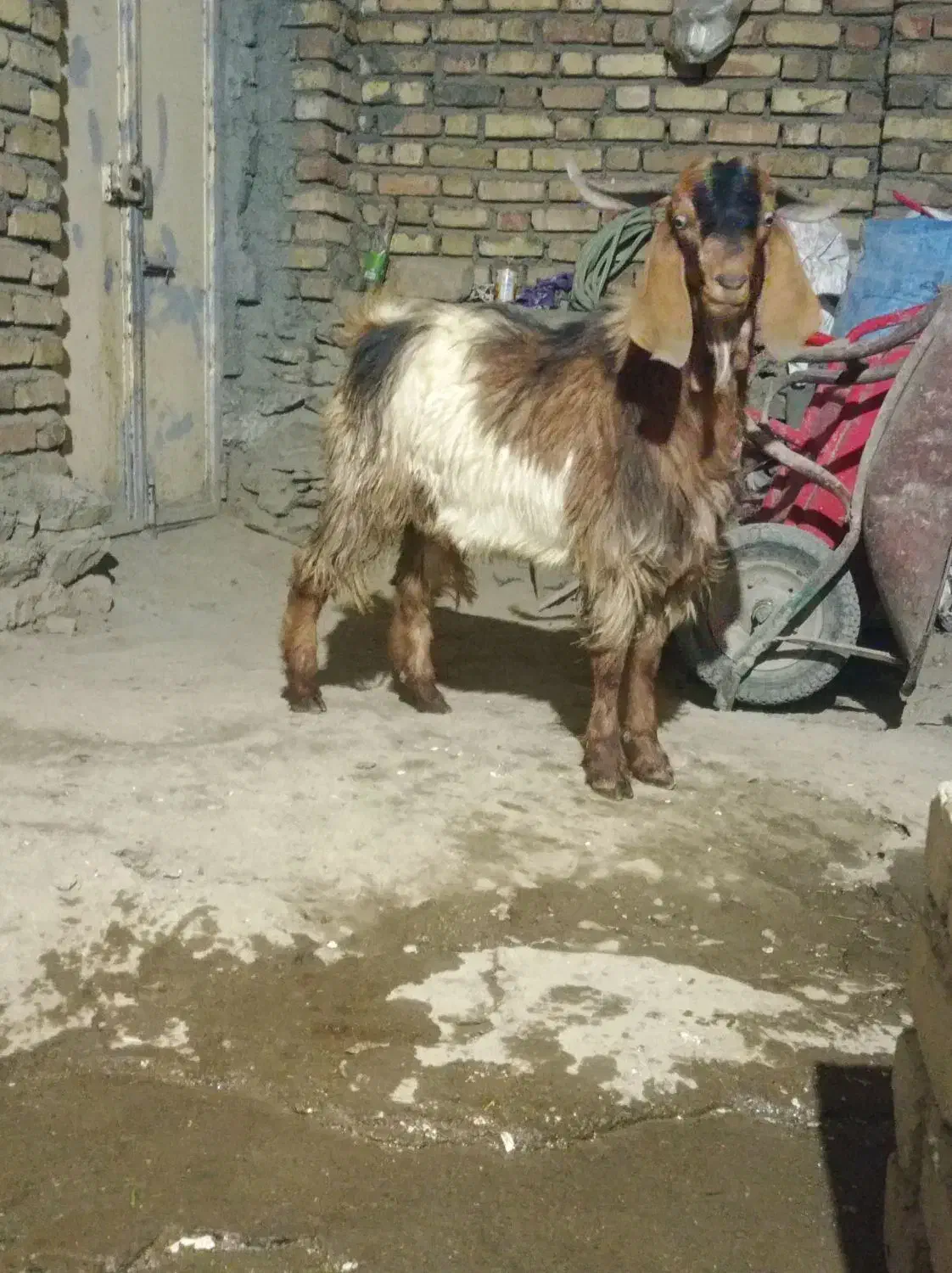 بزغاله نر|حیوانات مزرعه|بلبان آباد, |دیوار