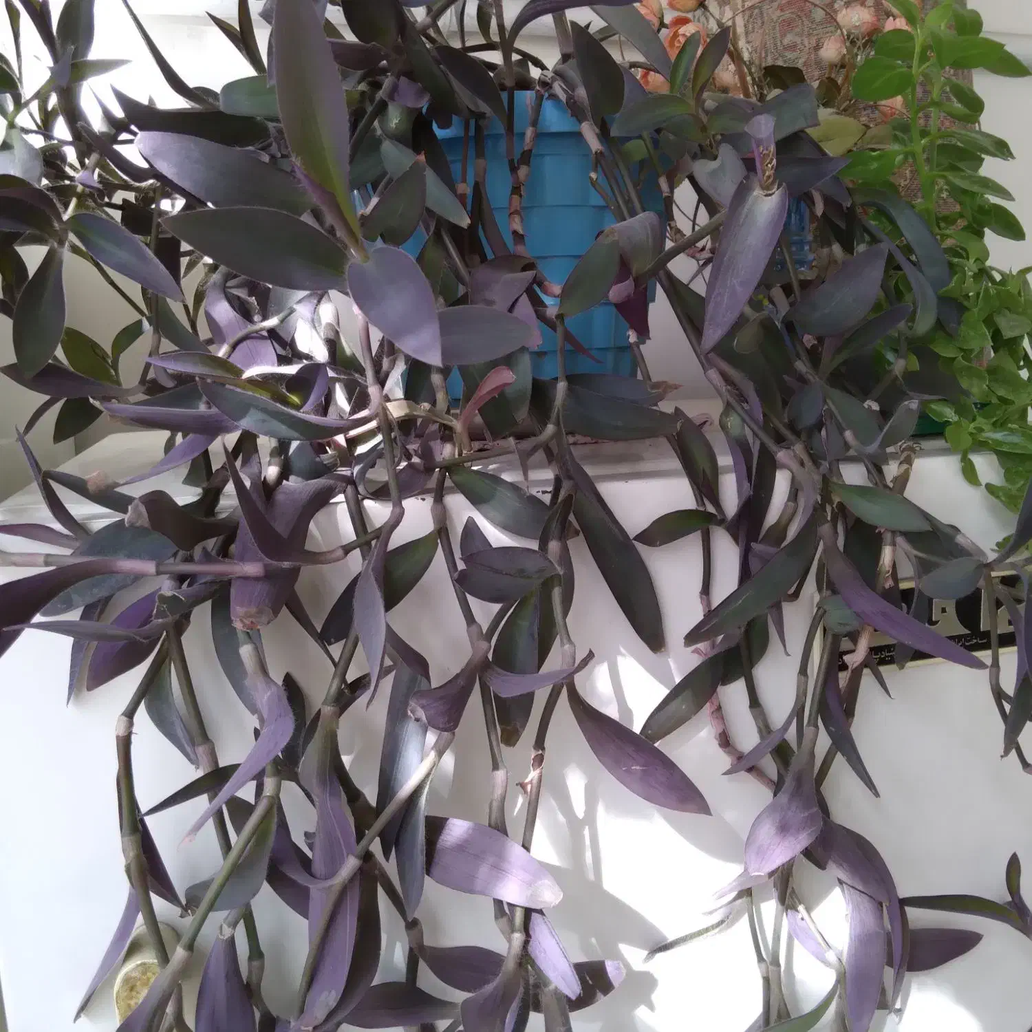 گل زیبا و سر زنده خانگی|گل و گیاه طبیعی|زنجان, |دیوار