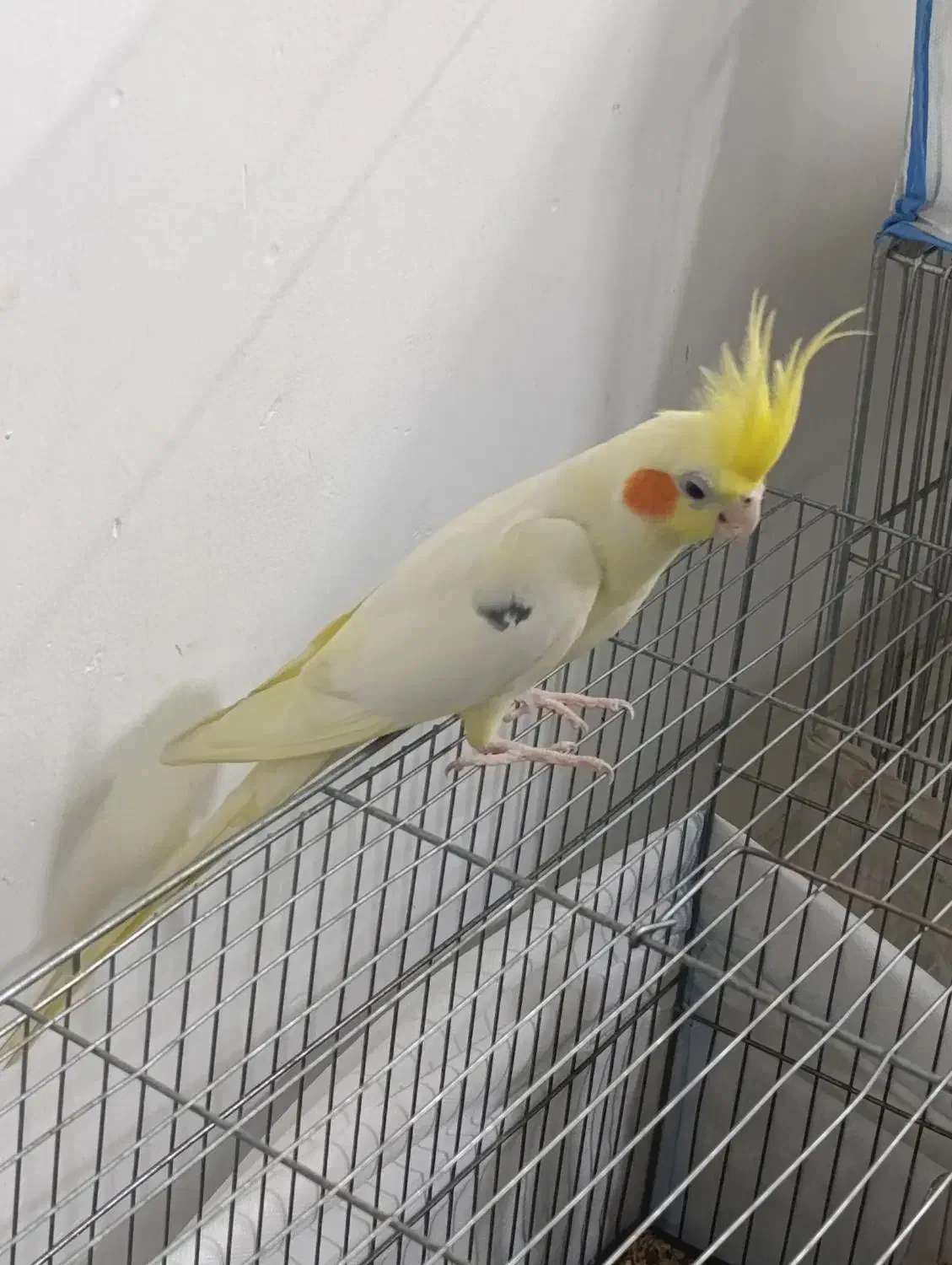 عروس هلندی لوتینو نر|پرنده|شهریار, شهرک بهاران (ویره)|دیوار