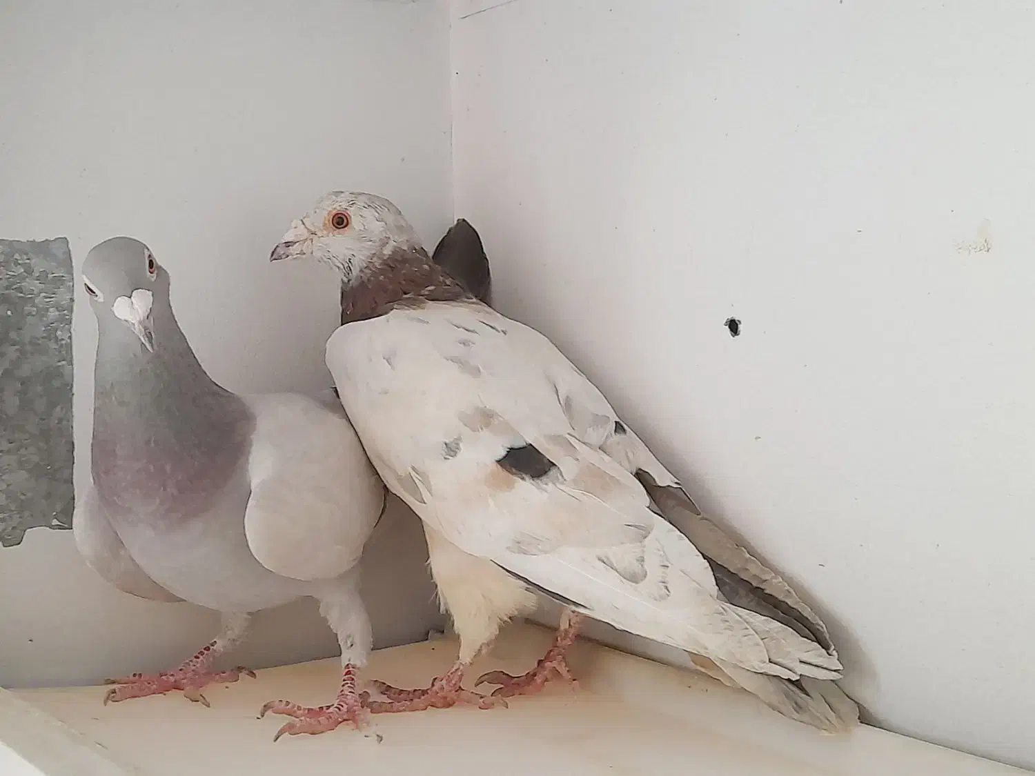 کبوتر|پرنده|تاکستان, |دیوار