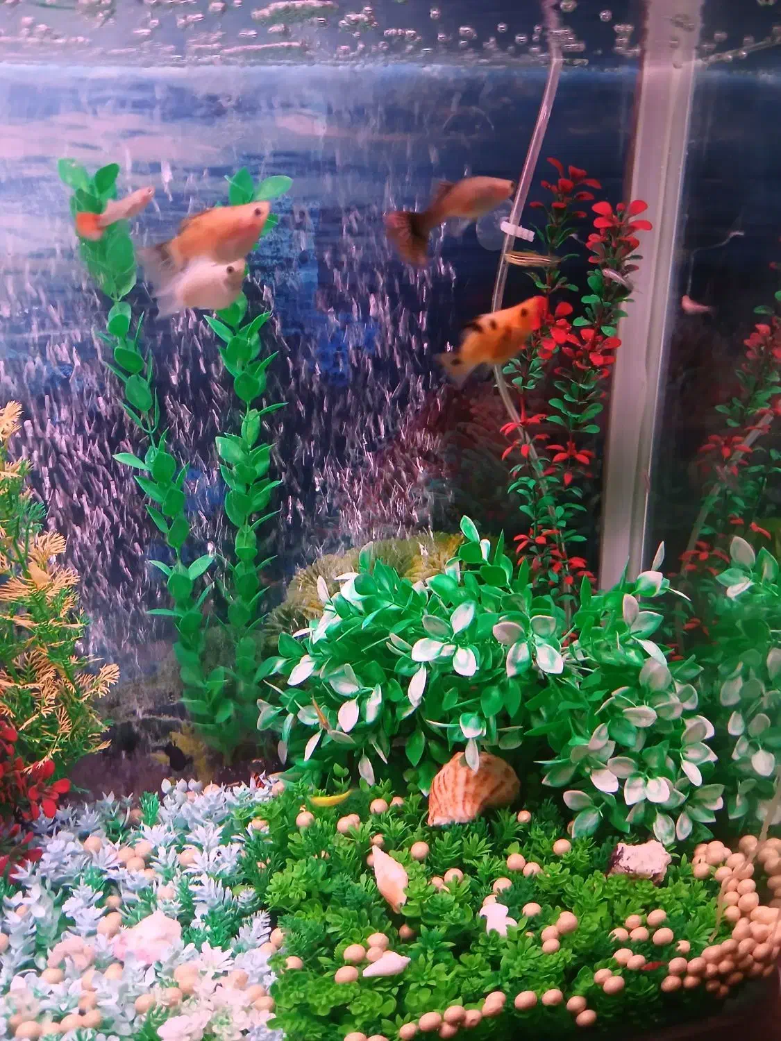 آکواریوم زیبا و با آرامش|ماهی|مشهد, چهارچشمه|دیوار