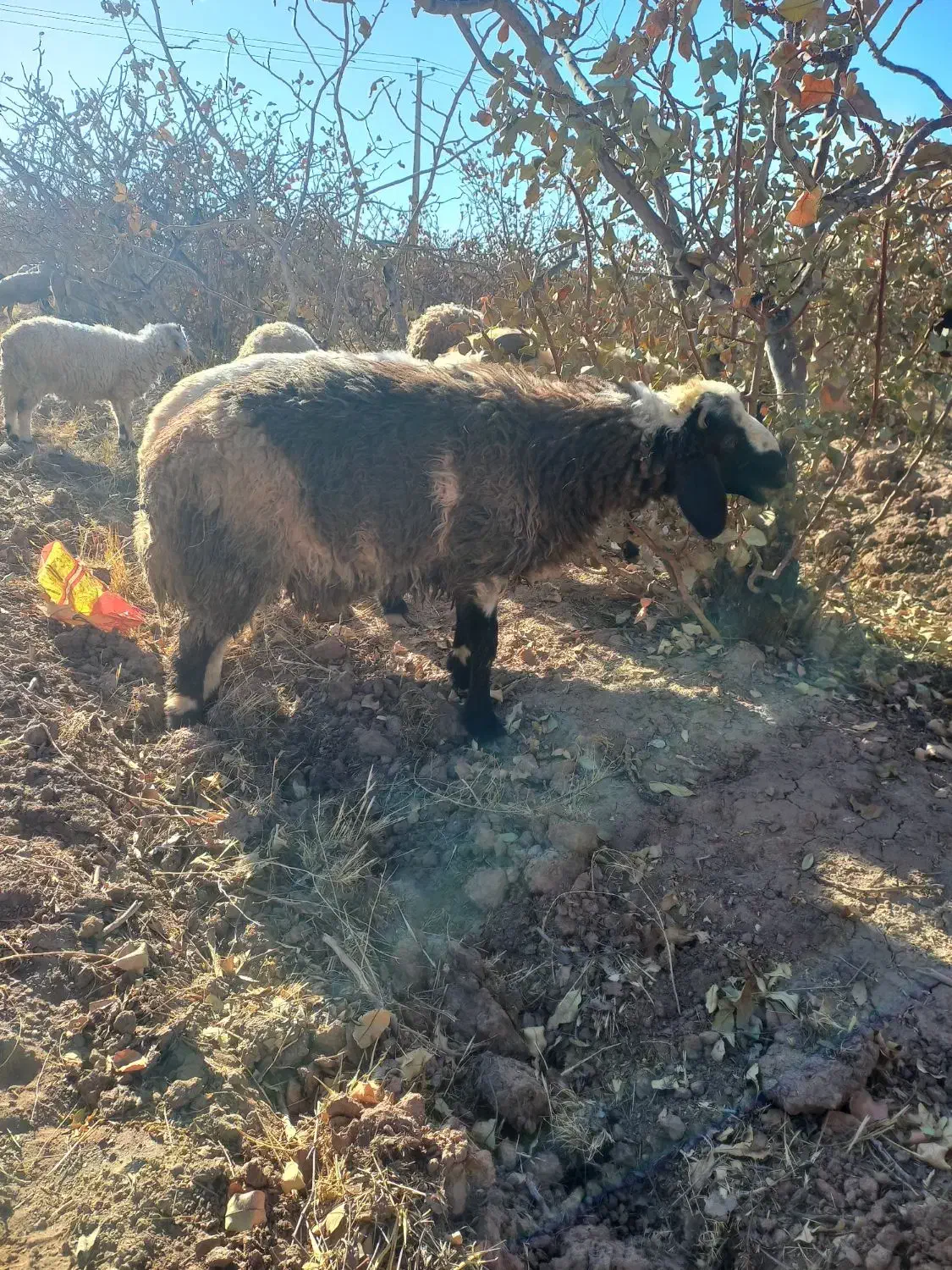 بره|حیوانات مزرعه|زرند, |دیوار