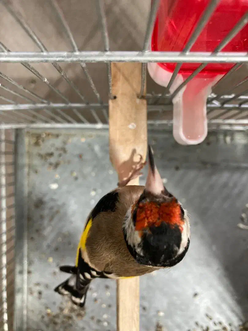 سهره رسمی گل بلند قرص قرص|پرنده|ری, صفاییه (چشمه علی)|دیوار