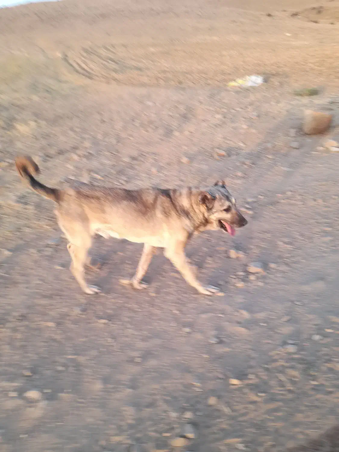 سگ سرابی|سگ|اهر, |دیوار