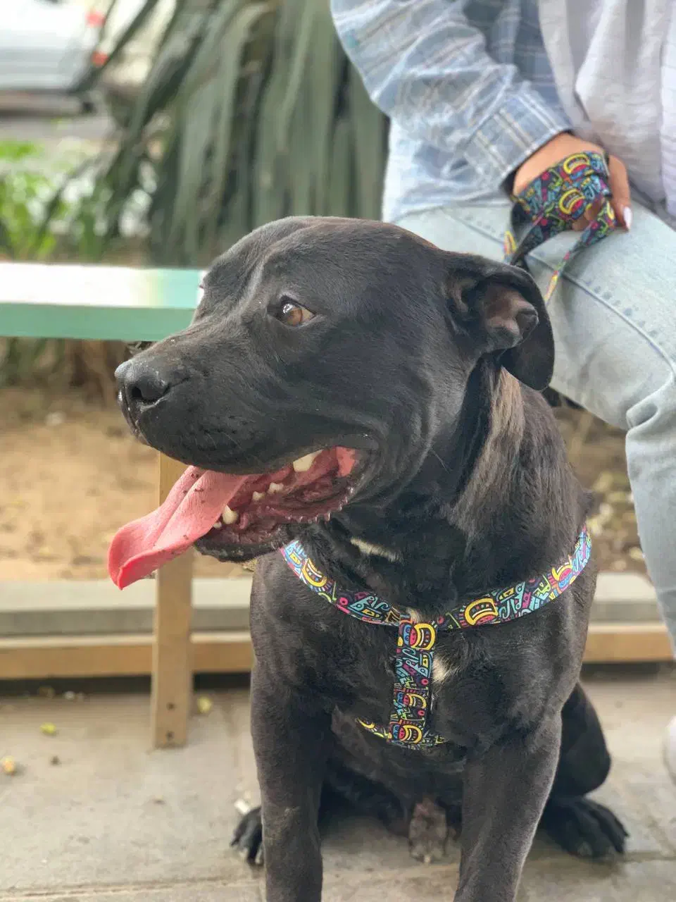 کن کورسو|سگ|مشهد, بلال|دیوار