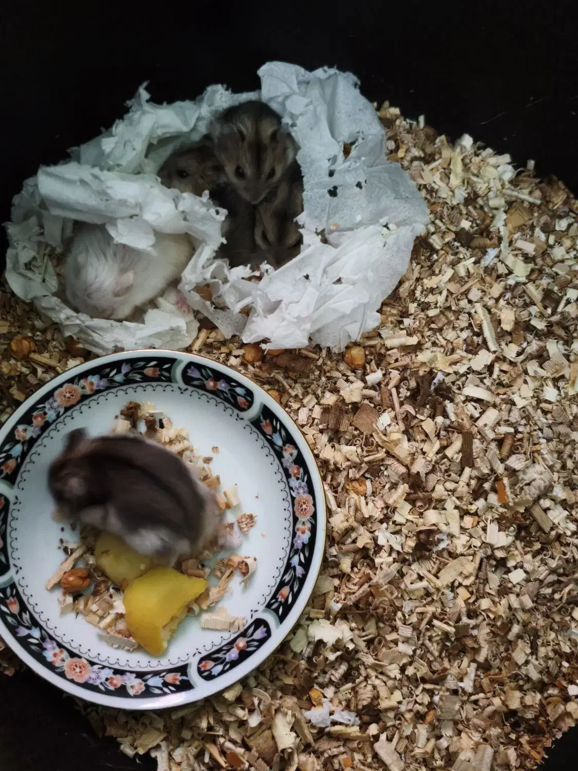 همسر کمبل|موش و خرگوش|یزد, |دیوار