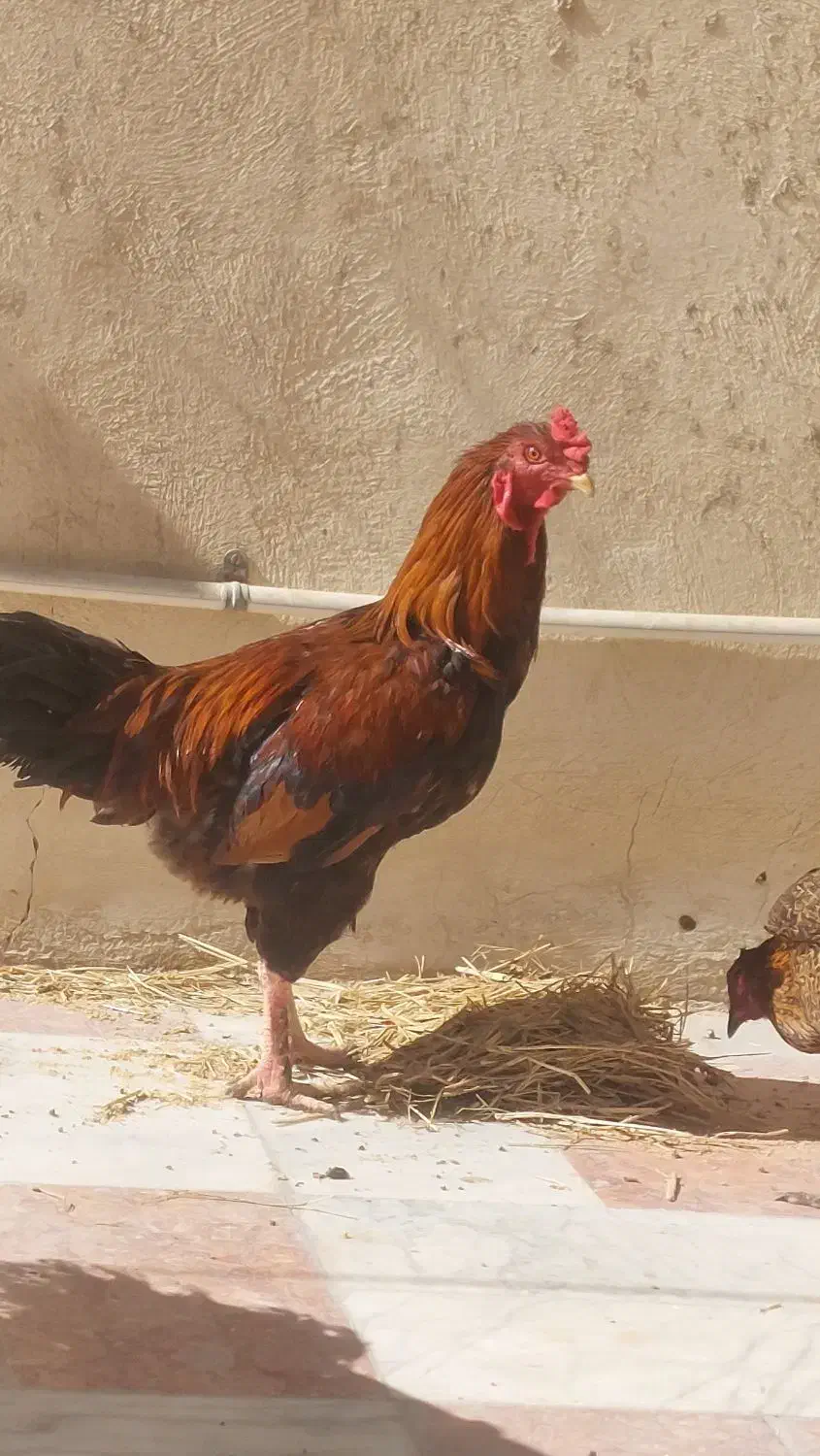 خروس فروشی یا معاوضه|حیوانات مزرعه|سراوان, |دیوار